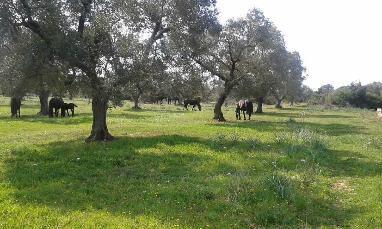 Cavalli dell’allevamento al pascolo tra gli ulivi