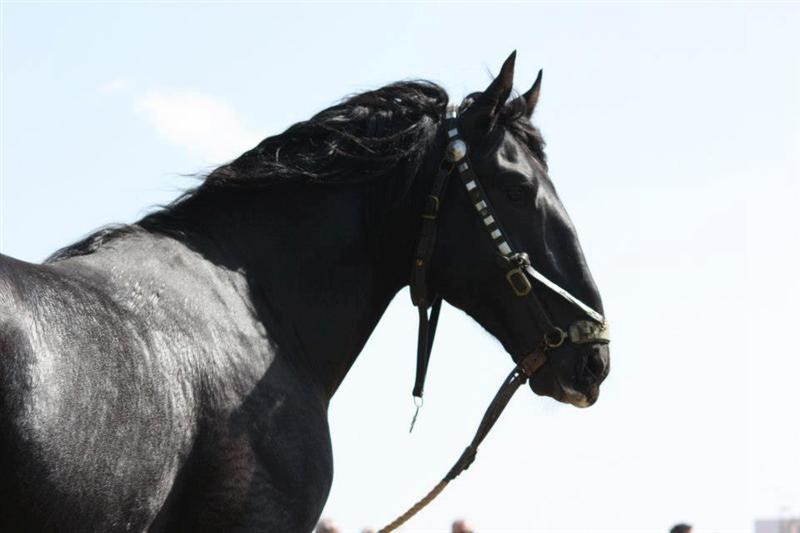 Il profilo di un cavallo Murgese